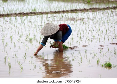 Vietnamese farmer working on rice field in Namdinh, Vietnam