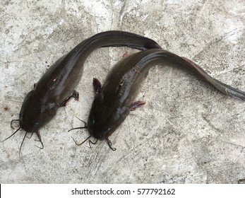 29 Gray eel catfish Images, Stock Photos & Vectors | Shutterstock