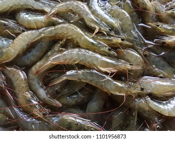 Vietnamese Greasyback Shrimp Sand Shrimp Metapenaeus Stock Photo ...