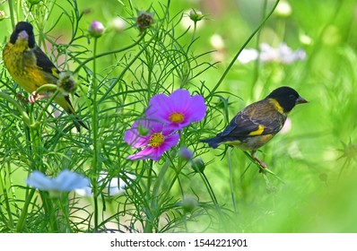 11 imágenes de Carduelis monguilloti - Imágenes, fotos y vectores de stock  | Shutterstock