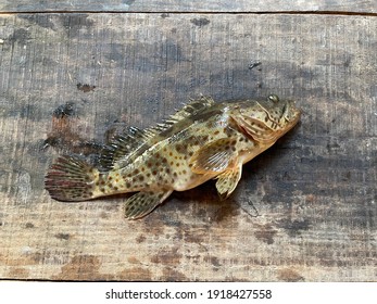 Vietnamese Grouper Fish A Marine Ray-finned Fish, Epinephelinae