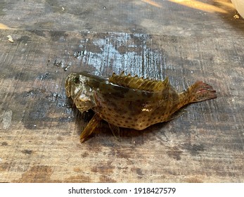 Vietnamese Grouper Fish A Marine Ray-finned Fish, Epinephelinae