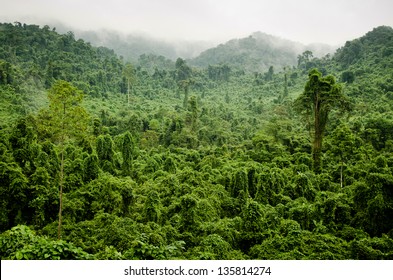 Vietnamese Jungle, Ha Tinh Province, Vietnam.