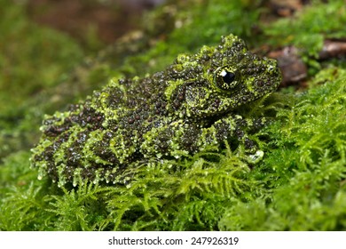 Vietnamese Mossy Frog camouflaged on mossy background/Mossy Frog/Mossy Frog (Theloderma Corticale)