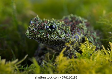 Vietnamese Mossy Frog High Res Stock Images Shutterstock