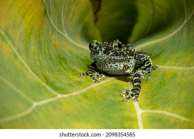 Vietnamese mossy frog (Theloderma corticale) or Tonkin bug-eyed frog is a species of frog found in northern Vietnam, China, and Laos.