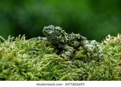 Vietnamese Mossy Frog (Theloderma corticale) or Tonkin Bug-eyed Frog is camouflaged on mossy wood.