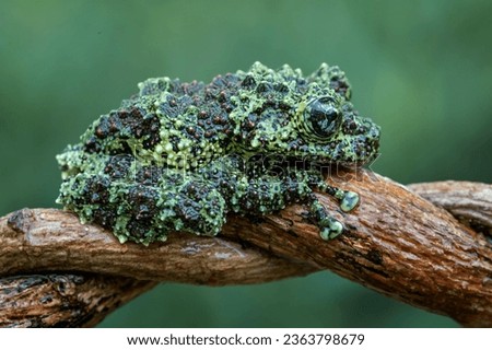 Vietnamese Mossy Frog (Theloderma corticale) or Tonkin Bug-eyed Frog is a species of frog found in Vietnam.