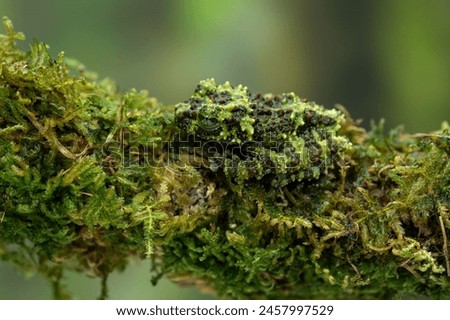Vietnamese Mossy Frog (Theloderma corticale) or Tonkin Bug-eyed Frog is camouflaged on mossy wood.