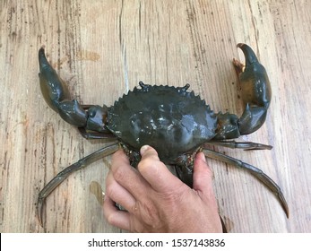 Vietnamese Mud Crab, Scylla Serrata