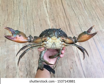 Vietnamese Mud Crab, Scylla Serrata