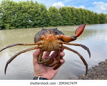 Vietnamese Mud Crab, Scylla Serrata