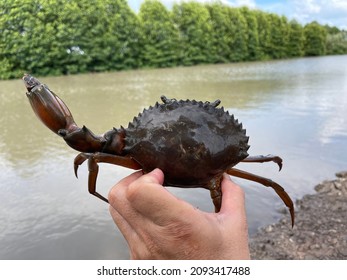 Vietnamese Mud Crab, Scylla Serrata