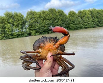 Vietnamese Mud Crab, Scylla Serrata