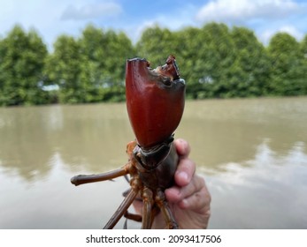 Vietnamese Mud Crab, Scylla Serrata