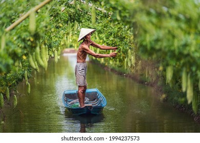 Vietnamese old man farmer Keeping the yield by standing over the tradition boat on the lake in gourd garden in vietnam style, An phu, An Giang province, Vietnam, Vegetable garden and farm concept