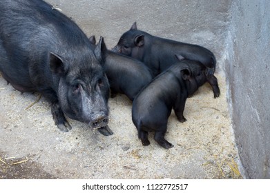 Vietnamese Pig Small Pigs Domestic Pigs Stock Photo 1122772517 ...