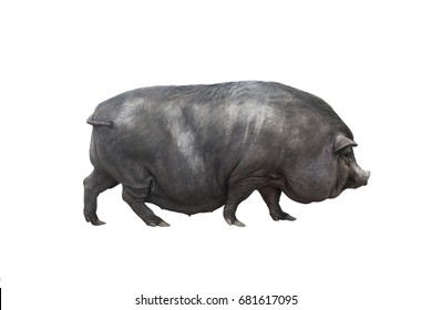 Vietnamese piggyback pig isolated on a white background