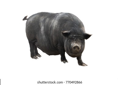 Vietnamese piggyback pig isolated on a white background