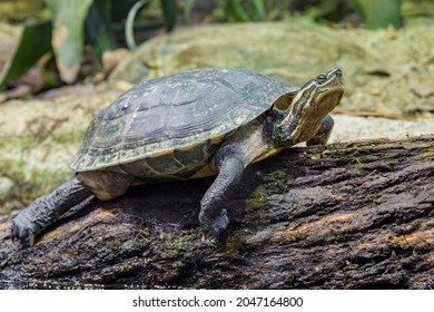 Vietnamese Pond Turtle Mauremys Annamensis the Stock Photo 2047164800 ...