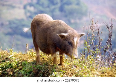A Vietnamese pot bellied pig along a rice field