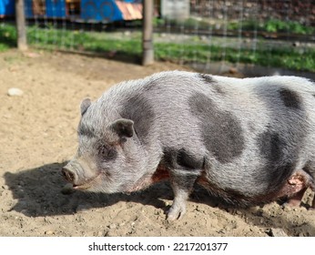 Vietnamese Pot Bellied Pig Grey And Back