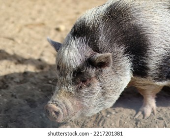 Vietnamese Pot Bellied Pig Grey And Back