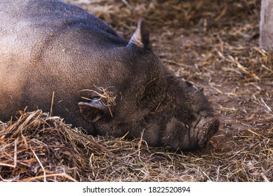 A Vietnamese pot bellied pig lying on muddy ground. Farm animal theme