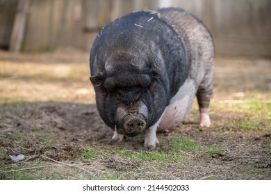 Vietnamese Pot Bellied Pig In The Yard Outside