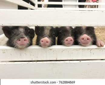 Vietnamese Pot Belly. Four young fat micro pig or little miniature pig on the hay in white wooden fence at small farm and looking a camera. (selective focus)