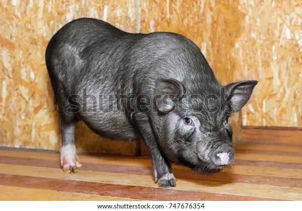 Vietnamese Pot-bellied pig. Cute little black\
piglet. Pig breeding