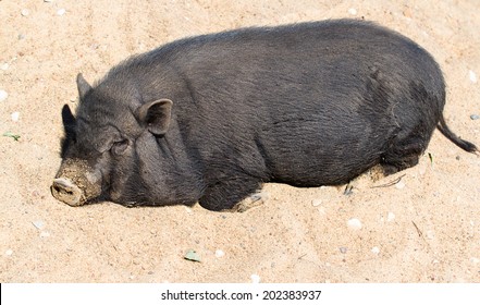 Vietnamese pot-bellied pig full-body closeup