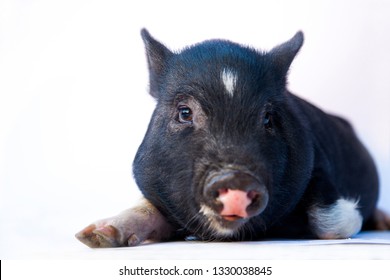 Vietnamese Pot-bellied Pig isolated on white/ Pet baby pig with copy space