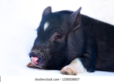 Vietnamese Pot-bellied Pig isolated on white Pet baby pig with copy space