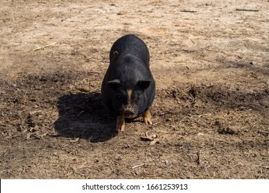 Vietnamese Pot-bellied Pig At Lazy 5 Ranch In Mooresville, NC