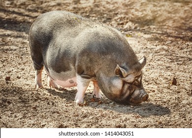 Vietnamese pot-bellied pig looking for food