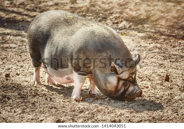 Vietnamese pot-bellied\
pig looking for food