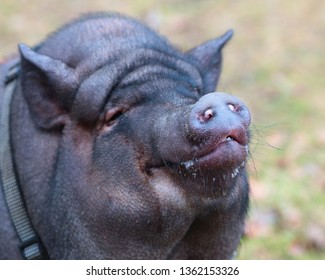 Vietnamese pot-bellied pig portrait 