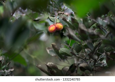 The Vietnamese Rambutan Is A Tropical Fruit. Here A Rambutan In A Tree In Mekong Jungle, Vietnam.