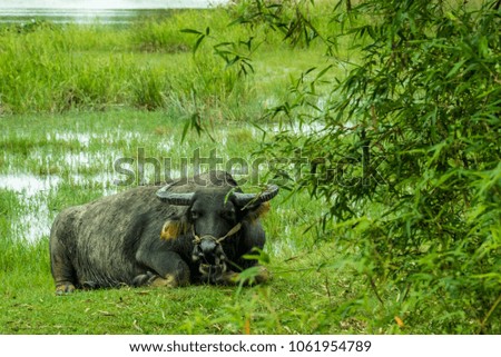 Vietnamese resting buffalo in rice field