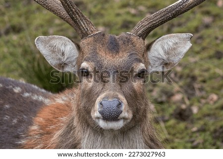 Vietnamese sika deer detail of head with horns.