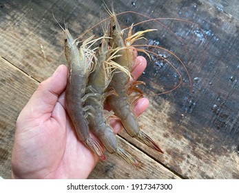 Whiteleg Shrimp Hd Stock Images Shutterstock