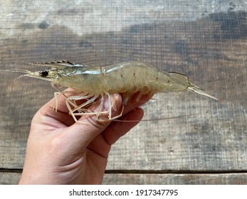 Whiteleg Shrimp Hd Stock Images Shutterstock