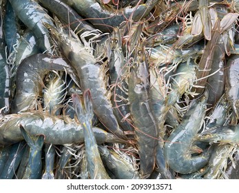 Vietnamese Whiteleg Shrimp, Penaeus Vannamei