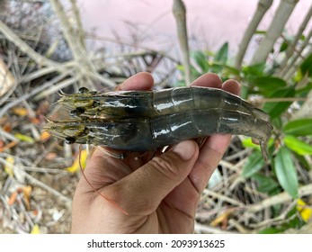 Vietnamese Whiteleg Shrimp, Penaeus Vannamei