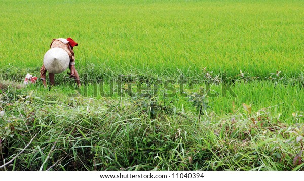 Asia Photography Vietnam Photography Vietnam Wall Decor Woman In Rice Field Vietnamese Culture Wall Decor
