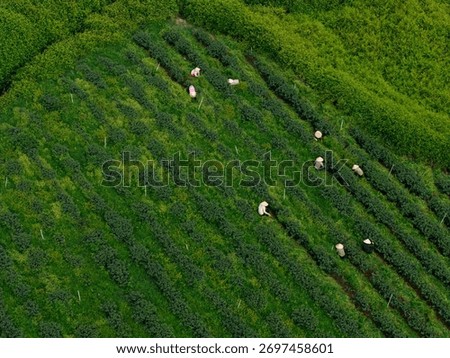 Vietnamese workers picking tea in lush green fields of Da Lat, Vietnam view from drone.