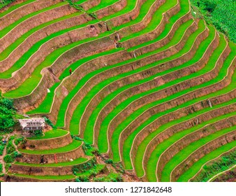 Vietnam's terraced fields.