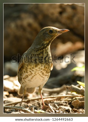 Image, Stock Photo juvenile starling on lawn