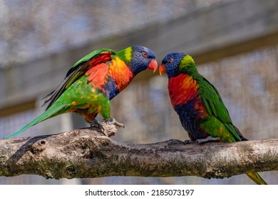 View of 2 colored dwarf parrots, which stand beak to beak on a tree branch, and look at each other in love.